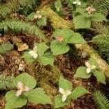 Fern with flowers