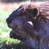 Beaver