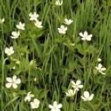 Windflower