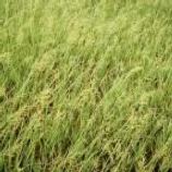 Prairie Grasses