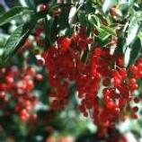 Choke Cherry
