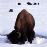Bison in the snow