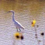 Snowy Egret