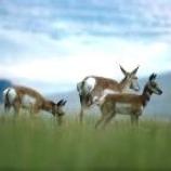 Antelope