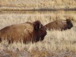 Bison cows graze at one of the area's wildlife refuges.