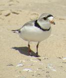 Piping Plover Adult