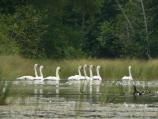 Trumpeter Swans at an inland lake.