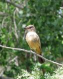 Say's phoebe singing.