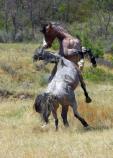 Feral Horses in the South Unit of Theodore Roosevelt National Park.