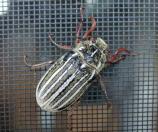 June beetle clinging to the window screen of the Cottonwood Campground Camptender's House