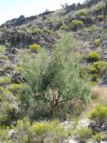 Tamarix ramosissima