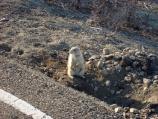 Prairie Dog holes can be very close to the park's loop road.