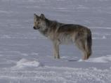 Within Voyageurs National Park there are approximately six to eight wolf packs and a total of 35-45 wolves. Lone wolves, such as the one in this photo, make up about 15% of the total populations of wolves in the park.