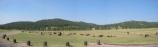 Bison on the Prairie