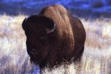 Bison bull
