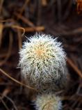 Pincushion Cactus, Coryphantha vivipara