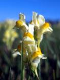 Butter-and-Eggs, Yellow Toadflax, Linaria vulgaris