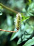 Smooth Sumac, Rhus glabra