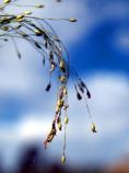 Witchgrass, Ticklegrass, Tanicgrass, Tumbleweed Grass, Panicum capillare