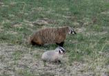 badger with young