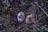Common Nighhawk Chicks, Chordeiles minor, Original Slide SF1085
