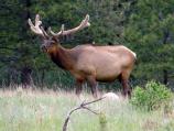 Elk in velvet with cowbirds on its back