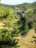 Beaver Creek Bridge with Bison