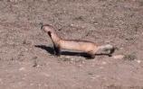 Black-footed ferret release in Wind Cave NP
