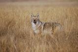 coyote in tall grass