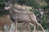 Mule Deer and young