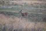 Young Whitetail Deer