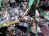 Walkingstick, Family Phasmatidae