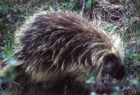 porcupine on the ground