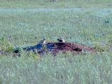Black-Tailed Prairie Dog Pups on Mound, Cynomys ludovicianus