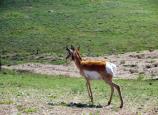 Pronghorn Antelope Walking Across the Prairie