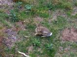 Desert Cottontail, Sylvilagus auduboni