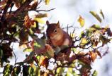 Red Squirrel in Tree Branches - sf313