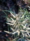 Purple Nutsedge, Nutgrass, Yellow Nutgrass, Cyperus rotundus