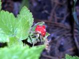 Red Raspberry Fruit, Rubus idaeus subsp. sachalinensis