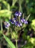 Blue Vervain, Blue Verbena, Swamp Vervain, Verbena hastata
