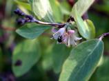 Spreading Dogbane, Apocynum androsaemifolium