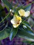 Common Evening Primrose, Oenothera villosa