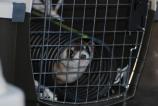 Ferret release Nov 2010