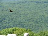 Black Vulture at Chimney Rock