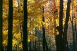 Fall Color - Trees