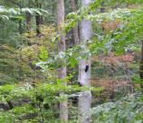 Pileated Woodpecker in the Forest