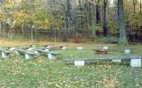 Camp Round Meadow Campfire Circle