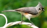 Tufted Titmouse