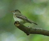 Acadaian Flycatcher