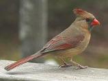 Northern Cardinal - female